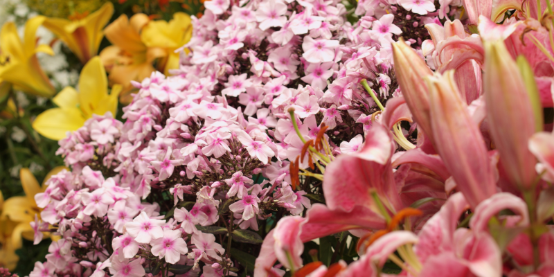What to Wear to a Flower Show | Hancocks Jewellers